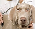 Köpeklerde en sık görülen kalp hastalıkları

